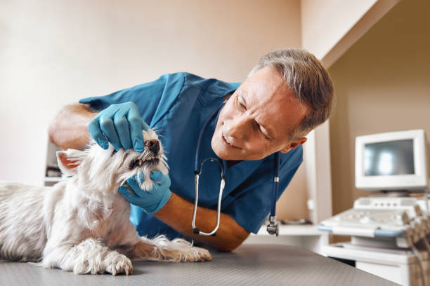 Best Emergency Treatment for Dental Infections or Abscesses in Keewatin, MN